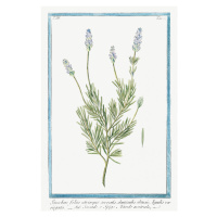 Obrazová reprodukce French Lavender, Giorgio Bonelli, 26.7 × 40 cm