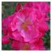 Růže Kordes 'Hotline®' květináč 5 litrů