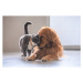 Fotografie British short hair cat and golden retriever, chendongshan, 40 × 26.7 cm