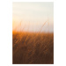 Umělecká fotografie Last sunrays over the dry plants, Javier Pardina, (26.7 x 40 cm)