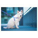Vsepropejska Star barevné vodítko pro psa Barva: Růžová, Délka vodítka: 150 cm