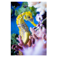 Fotografie Close-up of sea horse swimming in sea,Germany, Michael Wittig / 500px, 26.7 × 40 cm