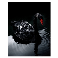 Fotografie BLACK_SWAN, Holloway, 30 × 40 cm