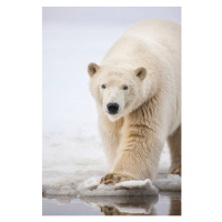 Fotografie Polar bear portrait., Patrick J. Endres, 26.7x40 cm