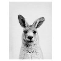 Umělecká fotografie Kangaroo, Sisi & Seb, (30 x 40 cm)