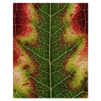 Fotografie Autumn Leaf, Ivan Lesica, 30 × 40 cm