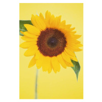 Fotografie Sunflower, DAJ, 26.7 × 40 cm