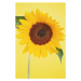 Fotografie Sunflower, DAJ, 26.7 × 40 cm