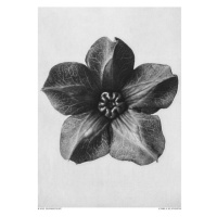 Ilustrace Cobaea Scandens, Studio Collection, 30 × 40 cm