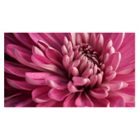 Fotografie Close-up of pink dahlia,Portland,Oregon,United States,USA, Luann P. / 500px, 40 × 22.