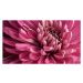 Fotografie Close-up of pink dahlia,Portland,Oregon,United States,USA, Luann P. / 500px, 40 × 22.