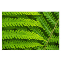 Umělecká fotografie Fern leaf in the forest - green nature background, Belyay, (40 x 26.7 cm)