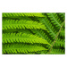 Fotografie Fern leaf in the forest - green nature background, Belyay, 40 × 26.7 cm