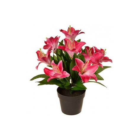 EverGreen Lilie v květináči , výška 30 cm, barva růžová