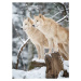 Fotografie Arctic Wolves Pack in Wildlife, Winter Forest, 4FR, 30 × 40 cm