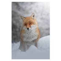 Fotografie Portrait of red fox standing on snow covered land, marco vancini / 500px, 26.7 × 40 c