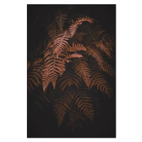 Fotografie brown  fern leaves in autumn season, Cavan Images, 26.7x40 cm