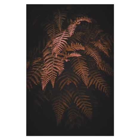 Umělecká fotografie brown  fern leaves in autumn season, Cavan Images, (26.7 x 40 cm)