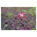 Škornice červená - Epimedium rubrum, Květník o průměru 9 cm