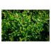 Skalník 'Little Beauty' - Cotoneaster x suecicus 'Little Beauty', Kontejner o objemu 1,5 litru