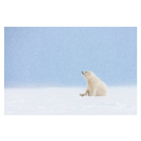 Fotografie Polar bear cub in falling snow., Patrick J. Endres, 40x26.7 cm