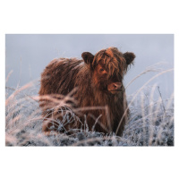 Fotografie Little Highlander, Jaap van den, 40 × 26.7 cm