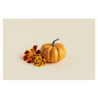 Fotografie Pumpkin with autumn marigold flowers, Inna Skaldutska, (40 x 26.7 cm)