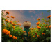 Fotografie A Woman Picking Marigold, Saurabh Sirohiya, 40 × 26.7 cm