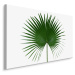 MyBestHome BOX Plátno Zelený List Na Bílém Pozadí Varianta: 70x50