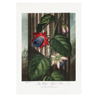 Ilustrace The Winged Passion-Flower from The Temple of Flora (1807), Studio Collection, (30 x 40