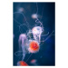 Fotografie abstract jellyfish chrysaora pacifica underwater, nikkytok, 26.7 × 40 cm