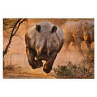 Fotografie Rhino learning to fly, Justus Vermaak, 40 × 26.7 cm