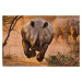 Fotografie Rhino learning to fly, Justus Vermaak, 40 × 26.7 cm