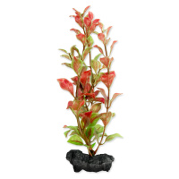 Tetra Ludwigia repens - Red Ludwigia 15 cm