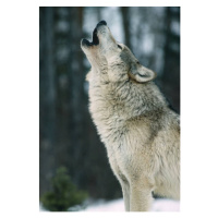 Fotografie The Gray wolf, Canis lupus,, Gerald  Corsi, 26.7 × 40 cm