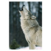 Fotografie The Gray wolf, Canis lupus,, Gerald  Corsi, 26.7 × 40 cm