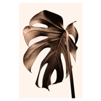 Fotografie Monstera Gold, Studio Collection, 26.7 × 40 cm