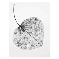Ilustrace leaf skeleton, Denise Taylor, 30x40 cm