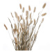 FLOWER MARKET Lagurus tráva sušená "Zaječí ocásek" 70 cm