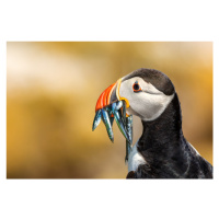 Fotografie Saltee Islands - Atlantic Puffin, Peter Krocka, 40 × 26.7 cm