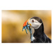 Fotografie Saltee Islands - Atlantic Puffin, Peter Krocka, 40 × 26.7 cm