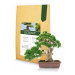 Symbiom Ectovit Bonsai 100g