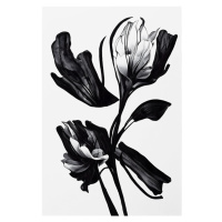 Ilustrace Black Flower, Treechild, 26.7 × 40 cm