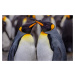Fotografie King Penguins in Snowy Day, Ning Lin, (40 x 26.7 cm)