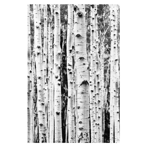 Fotografie Birch trunks, Sisi & Seb, 26.7 × 40 cm