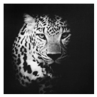 Obraz na plátně Leopard, 50x50 cm