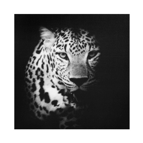 Obraz na plátně Leopard, 50x50 cm Asko