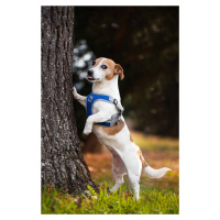 Vsepropejska Rigby prodyšné kšíry pro psa | 36 – 68 cm Barva: Tmavě modrá, Obvod hrudníku: 36 - 