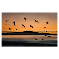 Umělecká fotografie Fly-in at Sunset, Shenshen Dou, (40 x 24.6 cm)
