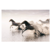 Fotografie Herd of Wild Horses Running in Water, tunart, (40 x 26.7 cm)